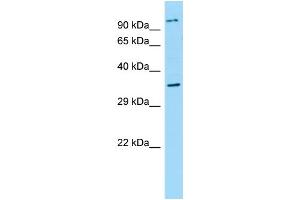 WB Suggested Anti-NPBWR2 Antibody Titration: 1.
