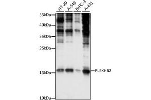 Western blot analysis of extracts of various cell lines, using PLEKHB2 antibody (ABIN7269415) at 1:1000 dilution.