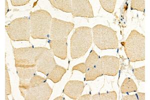 ABIN6266215 and ABIN6277373 at 1/100 staining Mouse muscle tissue by IHC-P. (Connexin 31 anticorps  (C-Term))