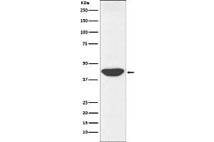 Western blot analysis of IDH1 expression in HepG2 cell lysate. (Recombinant IDH1 anticorps)