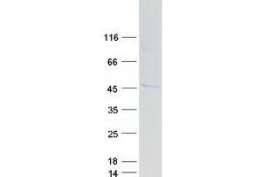Validation with Western Blot