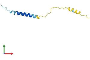 AlphaFold protein structure predicition of Human Recombinant MT-ATP8 Protein, UniprotID P03928