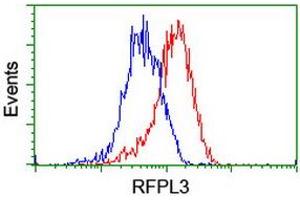 Image no. 8 for anti-Ret Finger Protein-Like 3 (RFPL3) antibody (ABIN1500675) (RFPL3 anticorps)