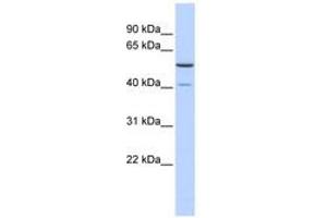 METT5D1 anticorps  (N-Term)