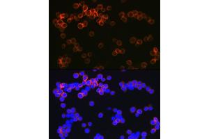 Immunofluorescence analysis of Raw264 7 cells using CD209 Rabbit mAb (ABIN7266173) at dilution of 1:100 (40x lens).