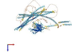 AlphaFold protein structure predicition of Mouse Recombinant Kif27 Protein, UniprotID Q7M6Z4