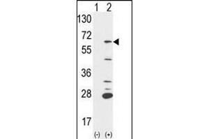 Western blot analysis of PTPN6 (arrow) using rabbit polyclonal PTPN6 Antibody (Center) (ABIN1882123 and ABIN2839434). (SHP1 anticorps  (AA 247-277))