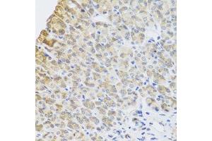 Immunohistochemistry of paraffin-embedded mouse stomach using PER1 antibody.