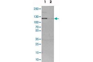 Western blot analysis of cell lysates with ADNP2 polyclonal antibody  at 1:250-1:500 dilution. (ADNP2 anticorps)