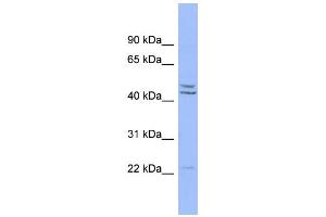 WB Suggested Anti-PON1 Antibody Titration:  0. (PON1 anticorps  (Middle Region))