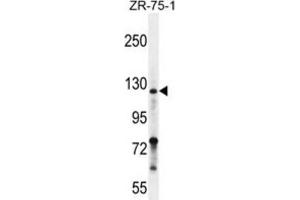 Western Blotting (WB) image for anti-Neuropilin 2 (NRP2) antibody (ABIN2996268) (NRP2 anticorps)