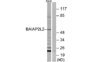 Western blot analysis of extracts from RAW264. (BAIAP2L2 anticorps)