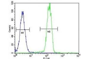 PARP antibody flow cytometric analysis of HeLa cells (right histogram) compared to a negative control cell (left histogram).