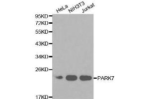 Western blot analysis of extracts of various cell lines, using PARK7 antibody.