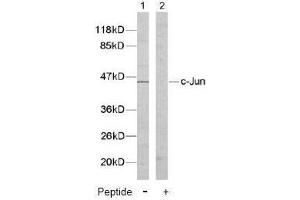 Image no. 2 for anti-Jun Proto-Oncogene (JUN) (Tyr170) antibody (ABIN197132) (C-JUN anticorps  (Tyr170))