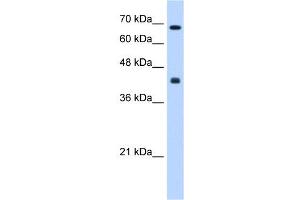CHST8 antibody used at 0. (CHST8 anticorps)