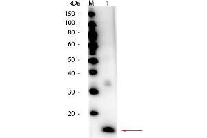 Western Blot of HRP Conjugated Superoxide Dismutase Antibody.