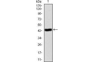 Western blot analysis using ANXA5 mAb against human ANXA5 (AA: 160-320) recombinant protein.