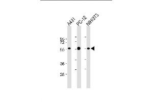 Lane 1: A431, Lane 2: PC-12, Lane 3: NIH/3T3 cell lysate (20µg per lane) probed with bsm-51339M MITF (1607CT834. (MITF anticorps)