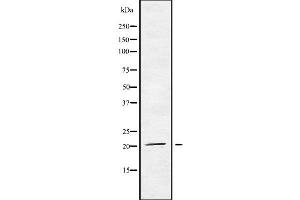 Western blot analysis of MED29 using HT29 whole cell lysates