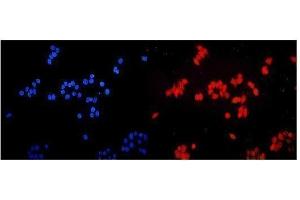 IF analysis of ETV5 using anti-ETV5 antibody (ABIN7602370). (ETV5 anticorps  (AA 72-246))