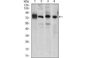 Western blot analysis using CDH5 mouse mAb against HUVE-12 (1), A549 (2), NIH3T3 (4) cell lysate, and Mouse lung (3) tiusse lysate.