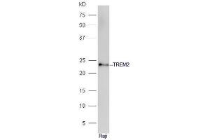 Raje cell lysates probed with Anti-TREM2 Polyclonal Antibody, Unconjugated  at 1:5000 90min in 37˚C. (TREM2 anticorps  (AA 1-100))