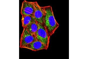 Immunofluorescence analysis of Hela cells using IL1B mouse mAb (green).