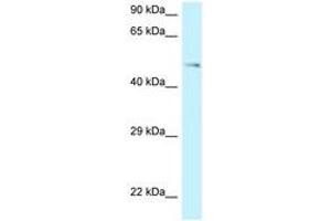 Image no. 1 for anti-G Protein-Coupled Receptor 150 (GPR150) (AA 345-394) antibody (ABIN6747740) (GPR150 anticorps  (AA 345-394))