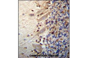 MEGF9 Antibody (C-term) (ABIN657281 and ABIN2846369) immunohistochemistry analysis in formalin fixed and paraffin embedded human cerebellum tissue followed by peroxidase conjugation of the secondary antibody and DAB staining. (MEGF9 anticorps  (C-Term))
