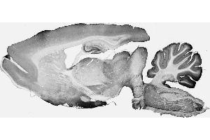 Adult rat whole brain immunohistochemistry.