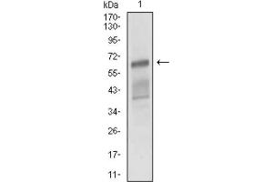 Western Blotting (WB) image for anti-Activated Leukocyte Cell Adhesion Molecule (ALCAM) (AA 48-216) antibody (ABIN1846221)
