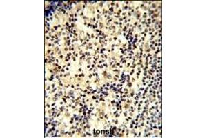 Formalin-fixed and paraffin-embedded human tonsil tissue reacted with SNRPD1 Antibody (C-term) (ABIN389355 and ABIN2839461) , which was peroxidase-conjugated to the secondary antibody, followed by DAB staining. (SNRPD1 anticorps  (C-Term))