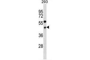 CCNG2 Antibody (Center) western blot analysis in 293 cell line lysates (35µg/lane). (Cyclin G2 anticorps  (Middle Region))