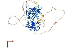 AlphaFold protein structure predicition of Human Recombinant SMAD4 Protein, UniprotID Q13485