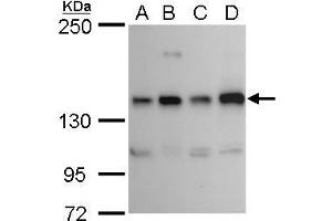 WB Image RET antibody detects RET protein by western blot analysis. (Ret Proto-Oncogene anticorps  (C-Term))