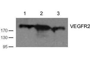 Western blot analysis of cell lysates using VEGFR2 antibody (VEGFR2/CD309 anticorps  (AA 1057-1061))