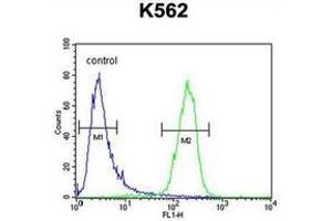 Flow cytometric analysis of K562 cells using MCART2 Antibody (N-term) Cat. (MCART2 anticorps  (N-Term))