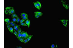 anti-Interferon-Induced Protein with Tetratricopeptide Repeats 3 (IFIT3) (AA 1-490) antibody