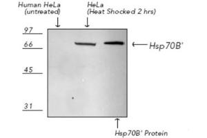 Western Blotting (WB) image for anti-Heat Shock 70kDa Protein 6 (HSP70B') (HSPA6) (C-Term) antibody (ABIN7211464) (HSPA6 anticorps  (C-Term))