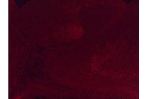 Anti-Six3 Antibody - Immunofluorescence Microscopy Immunofluorescence microscopy using  anti-Six3 antibody shows detection of Six3 in PFA-fixed embryonic mouse hypothalamus.