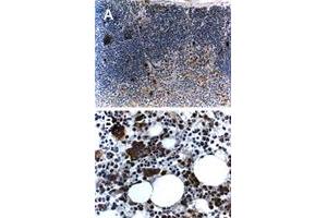 Formalin-fixed, paraffin-embedded mouse tissue stained for Traf5 expression. (TRAF5 anticorps)