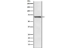 Western blot analysis of RPA70 expression in HEK293 cell lysate.