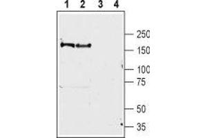 Western blot analysis of rat (lanes 1 and 3) and mouse (lanes 2 and 4) brain lysates: - 1,2.