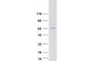 Validation with Western Blot