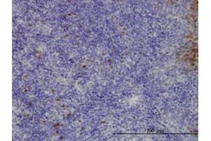 Image no. 5 for anti-Chloride Intracellular Channel 3 (CLIC3) (AA 137-237) antibody (ABIN465974)