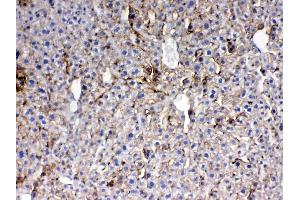 IHC analysis of Thrombopoietin using anti- Thrombopoietin antibody .