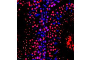 Immunofluorescence of paraffin embedded rat testis using RBAK (ABIN7075383) at dilution of 1:400 (400x lens) (RBAK anticorps)