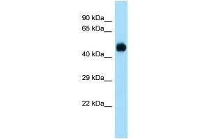WB Suggested Anti-Dusp7 Antibody Titration: 1.