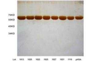 Batches consistency of seven batches of OsrHSA. (HSA Protéine)